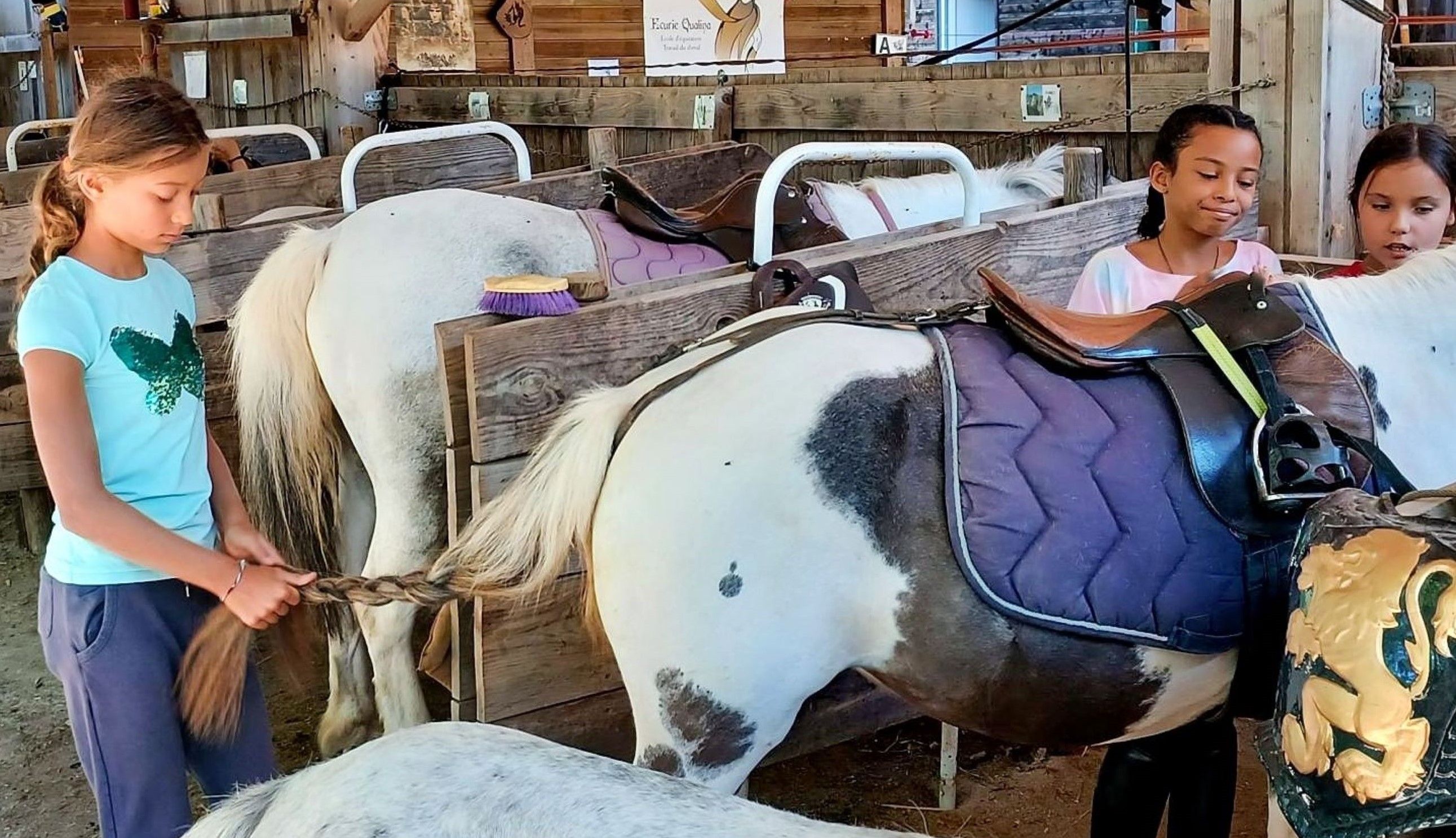 Stage d'équitation - centre équestre - haras - poney et cheval pour tous les niveaux